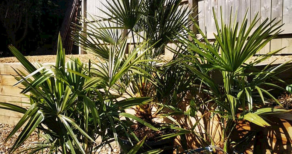 Decorative palms
