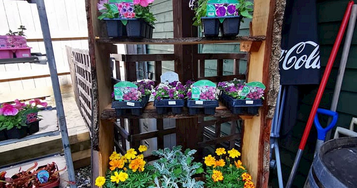 Bedding plants on stand